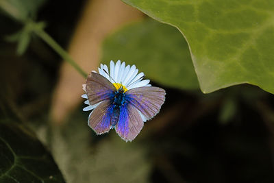 Close-up of butterfly on purple flower