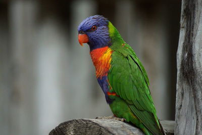 Close-up of rainbow lorikeet perching on wood