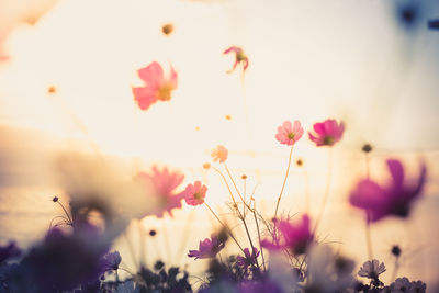 Close-up of pink flowering plants