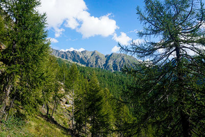 Pine trees in forest against sky