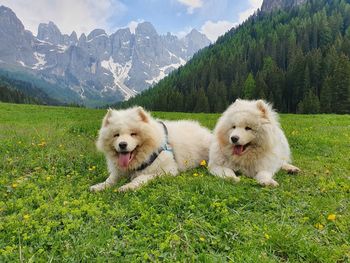 View of dogs on field