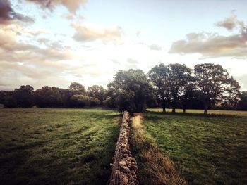 Trees on field against sky