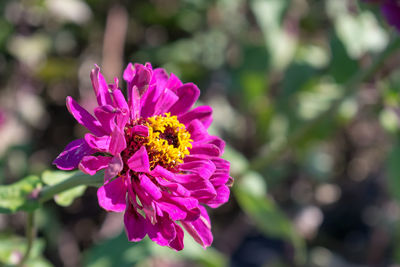 Close-up of bee on pink flower