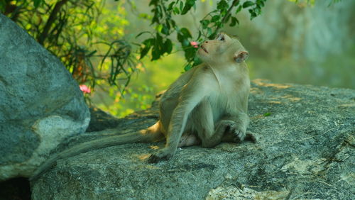 Monkey sitting on rock