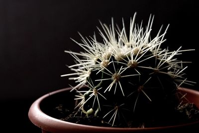 Close-up of cactus plant against black background