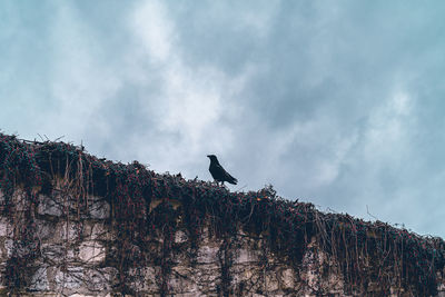 Low angle view of bird perching on wall against sky