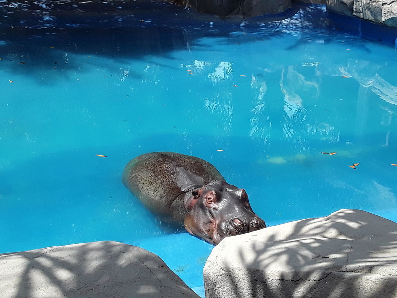 MAN SWIMMING IN POOL