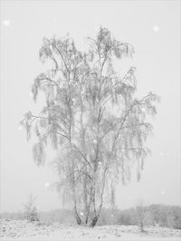 Bare trees on snow covered landscape against clear sky