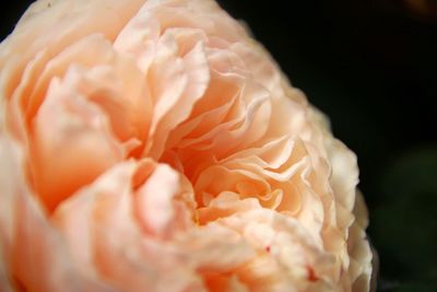 Close-up of rose blooming against black background