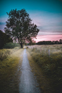 Trees on field against sky at sunset