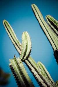 Close-up of cactus plant against clear sky