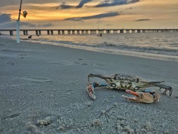 View of crab on beach during sunset