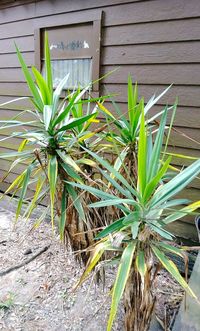 Close-up of plant growing outdoors