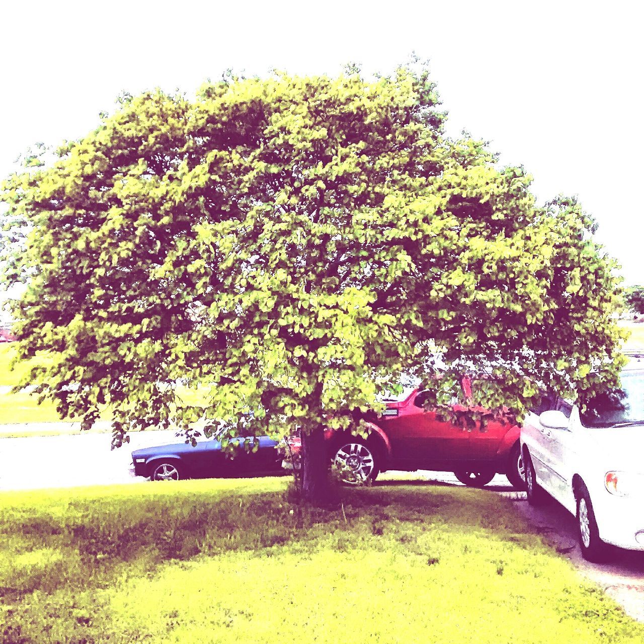 growth, tree, green color, plant, land vehicle, transportation, nature, grass, mode of transport, bench, clear sky, car, day, flower, field, sunlight, outdoors, tranquility, green, no people