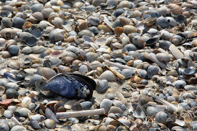 High angle view of shells on pebbles