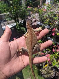 Close-up of hand holding crab