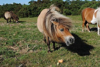 Close-up of horses standing on field