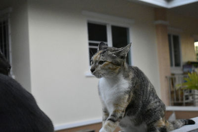 Cat looking away while sitting on window