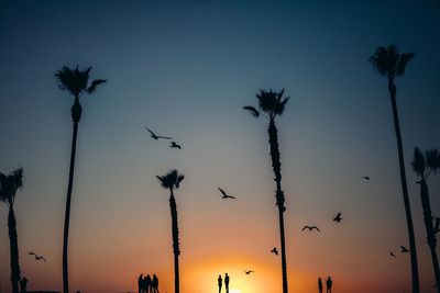 Silhouette of birds flying over trees