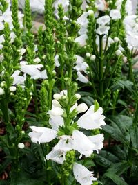 Close-up of white flowering plant on field