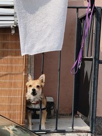 Dog looking at window of house