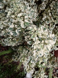 Close-up of white flowering plant