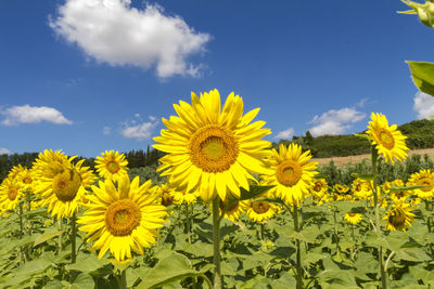 Sunflowers in field against sky