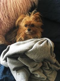 Close-up portrait of dog