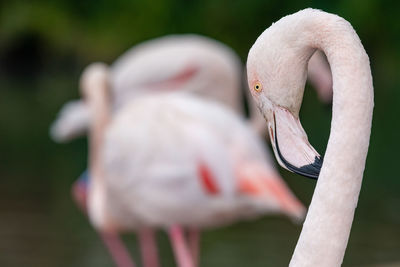 Head shot of a greater flamingo 