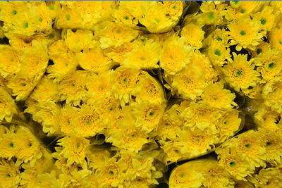 Full frame shot of yellow flowering plants