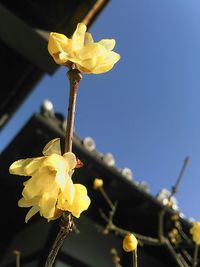 Close-up of yellow flower