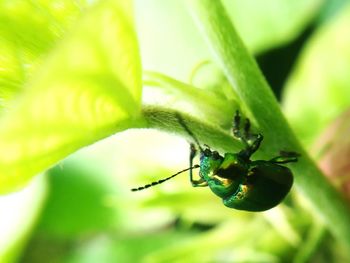 Close-up of insect on leaf