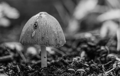 Close-up of mushroom growing on field