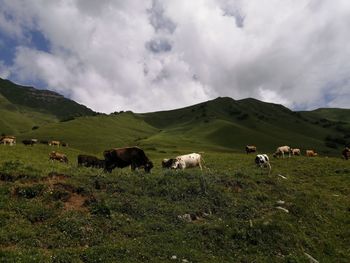 Cows in a field