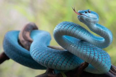 Close-up of snake