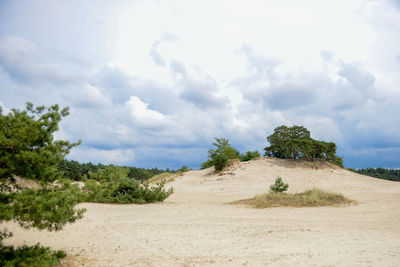 Trees on landscape against sky