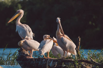 Flock of pelicans perching