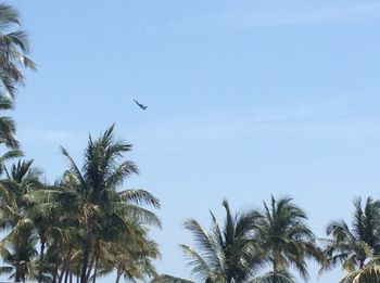 Low angle view of palm trees against sky