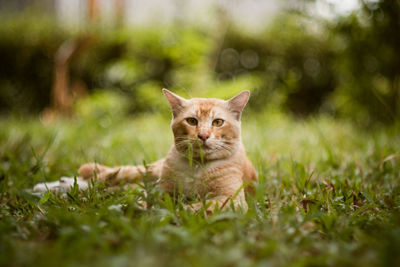 Portrait of cat on grass