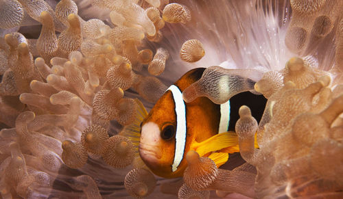 Close-up of fish swimming in sea