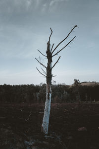 Bare tree on field against sky