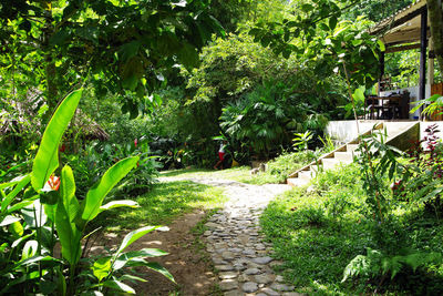 Footpath in garden