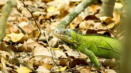 Close-up of lizard on leaves