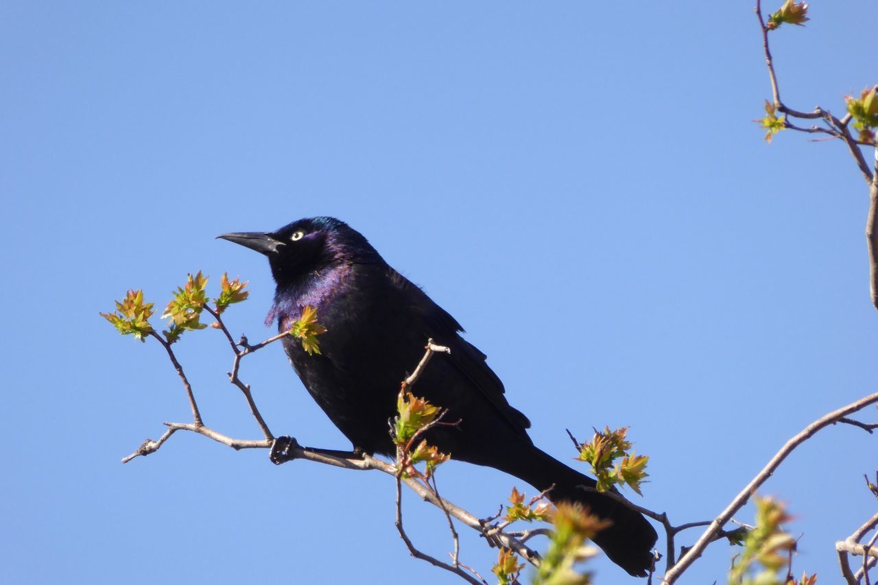 Brewers Blackbird