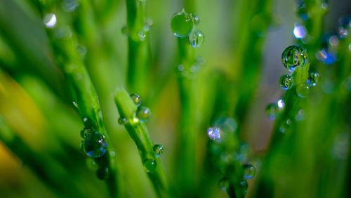 Close-up of water drops on grass