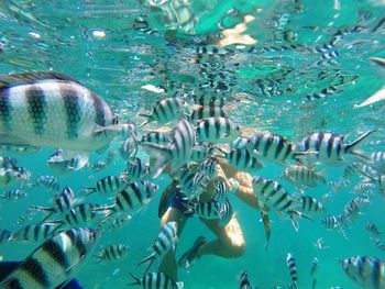 Close-up of fish swimming in sea