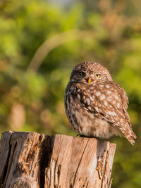 Close-up of bird perching on wooden post