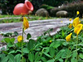 Close-up of yellow flowers blooming in field