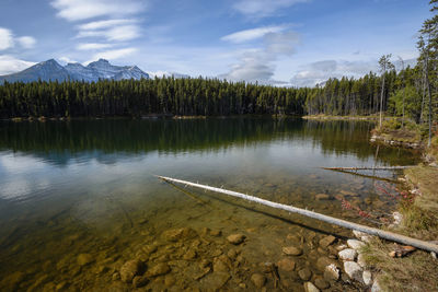 Scenic view of lake in forest against sky