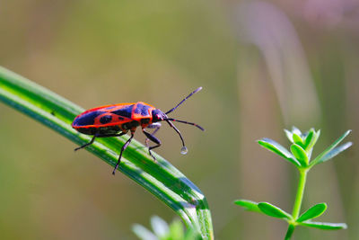 Close-up of insect on plant